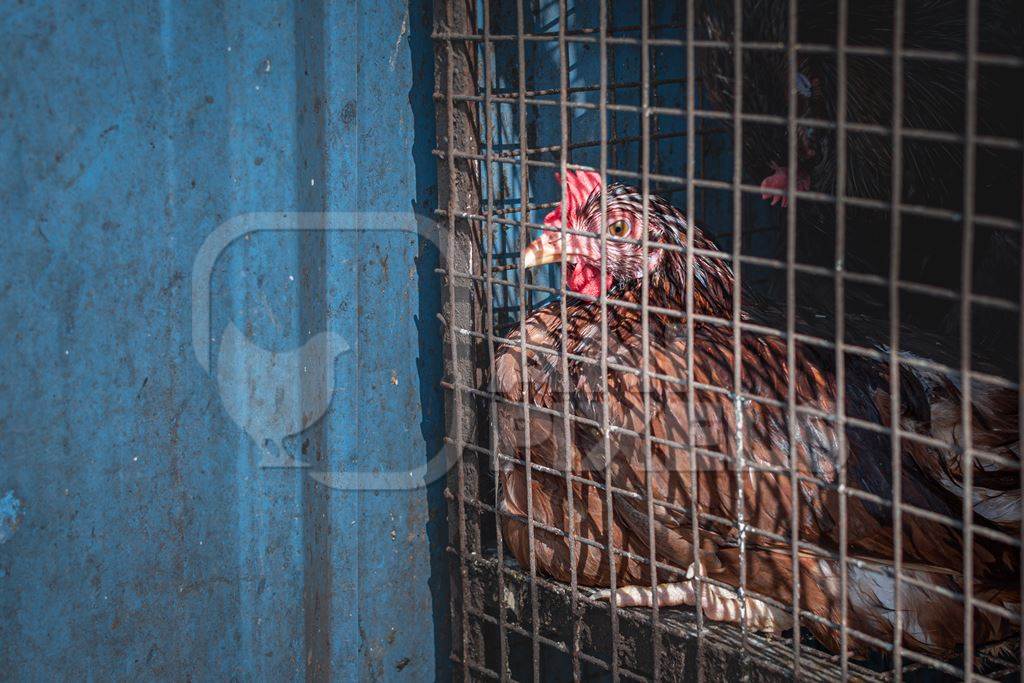 Indian chicken in a cage outside a chicken meat shop, Pune, India, 2022