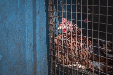 Indian chicken in a cage outside a chicken meat shop, Pune, India, 2022
