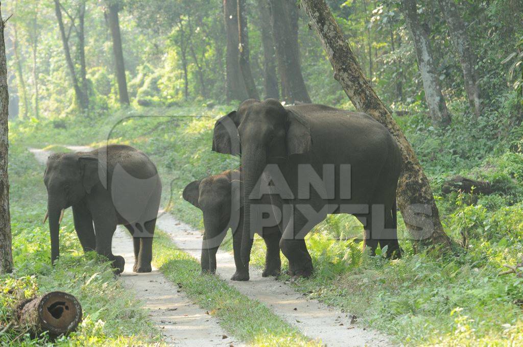 Family of wild elephants walking in the forest