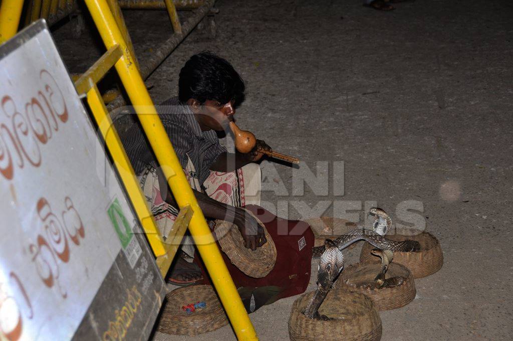 Snake charmer at work on the street playing the pungi