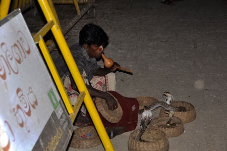Snake charmer at work on the street playing the pungi