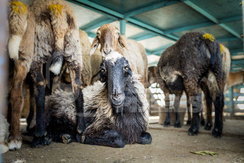 Indian sheep in a transport truck at Chakan Goat and Sheep market, Maharashtra, India, 2024
