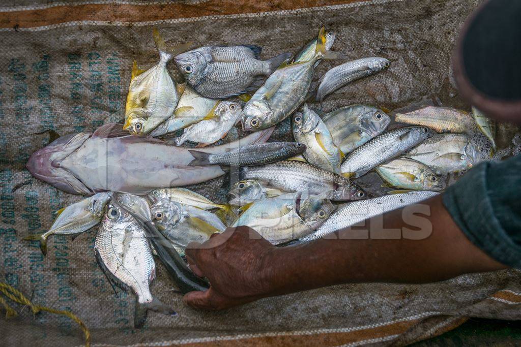 Several species of fish arranged on a mat for sale at Kochi fishing harbour