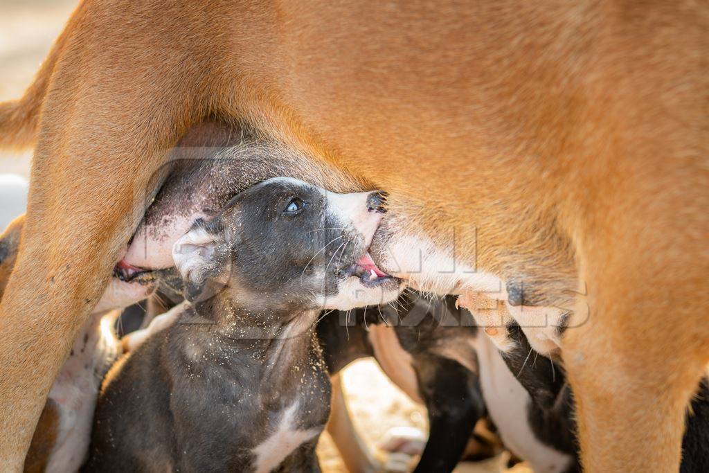 Mother Indian stray street dog with litter of puppies suckling on a beach in Maharashtra, India