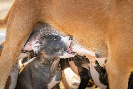 Mother Indian stray street dog with litter of puppies suckling on a beach in Maharashtra, India