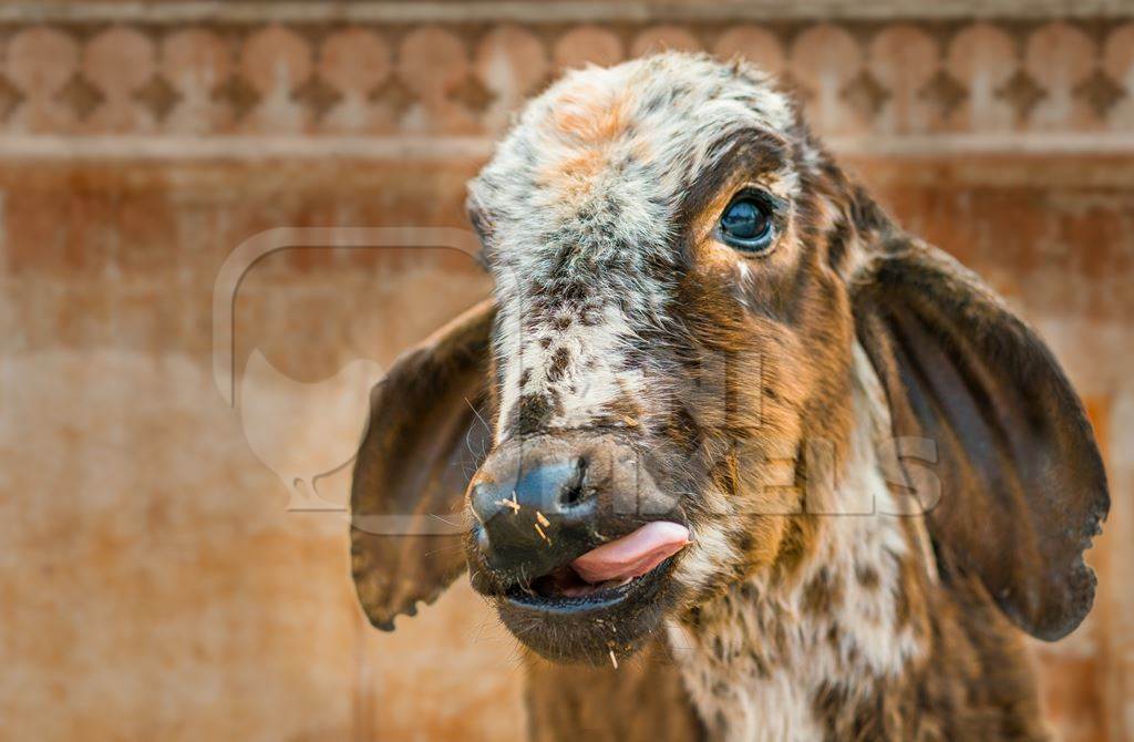 Composite image of small cute brown Indian calf with tongue out, India