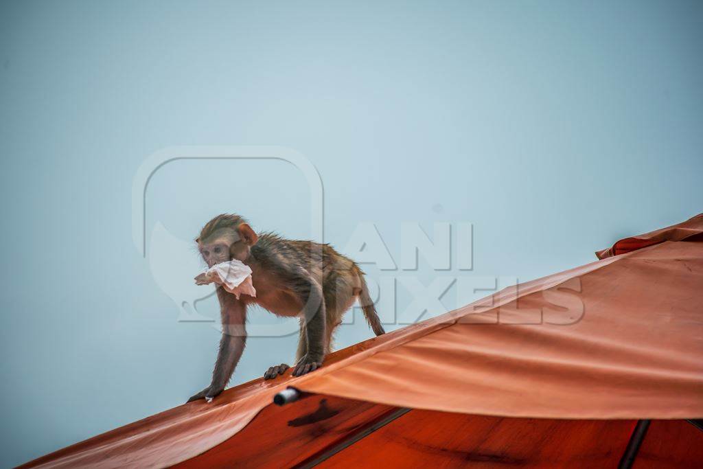 Small macaque monkey on orange roof with litter in mouth and blue sky background in Jaipur, India