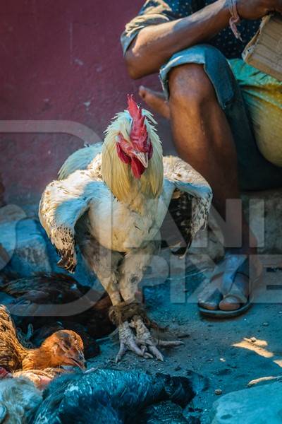 Large cockerel with legs tied together on sale at a market