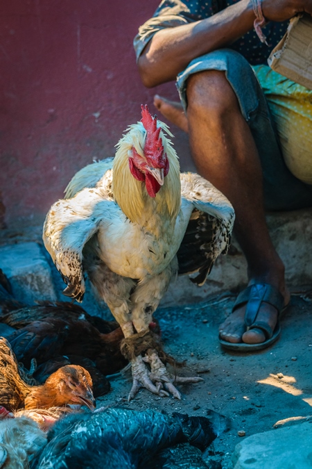Large cockerel with legs tied together on sale at a market