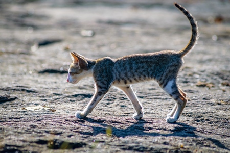 Small tabby street  kitten with grey background in Kerala