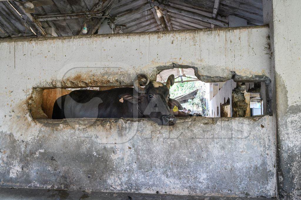 Indian buffalo looking through hole in wall tied up in a concrete shed on an urban dairy farm or tabela, Aarey milk colony, Mumbai, India, 2023