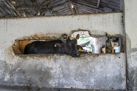 Indian buffalo looking through hole in wall tied up in a concrete shed on an urban dairy farm or tabela, Aarey milk colony, Mumbai, India, 2023