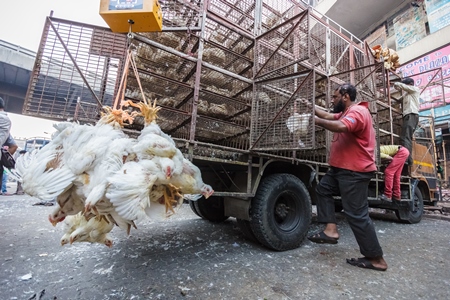 Broiler chickens raised for meat being unloaded from transport trucks near Crawford meat market