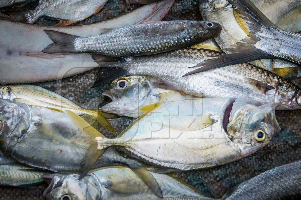 Several species of fish arranged on a mat for sale at Kochi fishing harbour