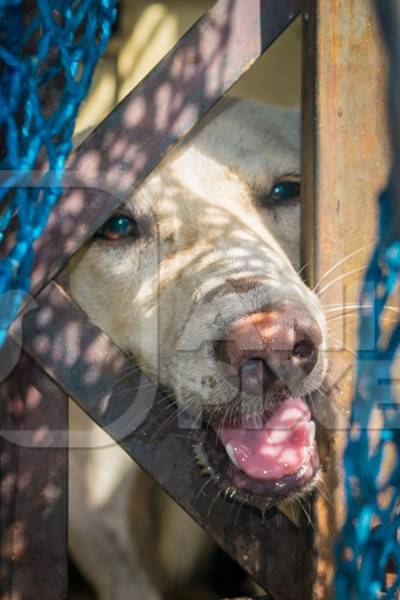 Indian stray street dog caught for animal birth control sterilisation operation in dog catching van