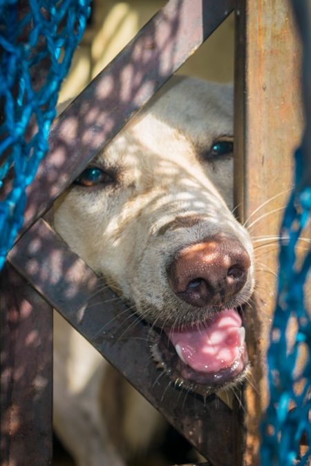 Indian stray street dog caught for animal birth control sterilisation operation in dog catching van