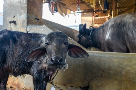 Indian buffalo calf tied up away from her mother in a a concrete shed on an urban dairy farm or tabela, Aarey milk colony, Mumbai, India, 2023