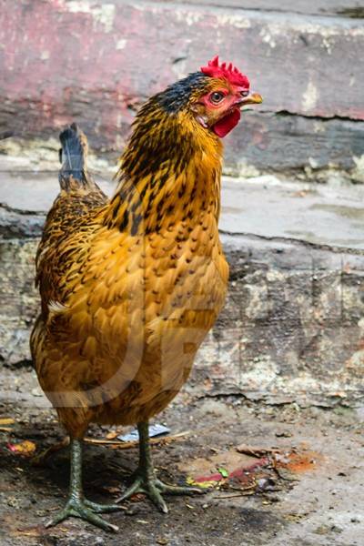 Free range chicken in the street in the city of Mumbai in India