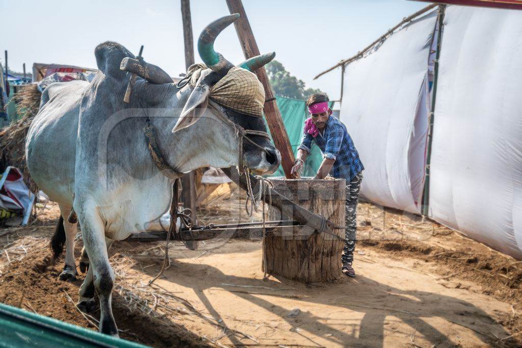 Large Indian bullock or ox blindfolded and harnessed operating traditional ghani mill to grind oil seeds, Rajasthan, India, 2019
