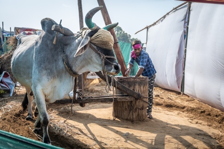 Large Indian bullock or ox blindfolded and harnessed operating traditional ghani mill to grind oil seeds, Rajasthan, India, 2019