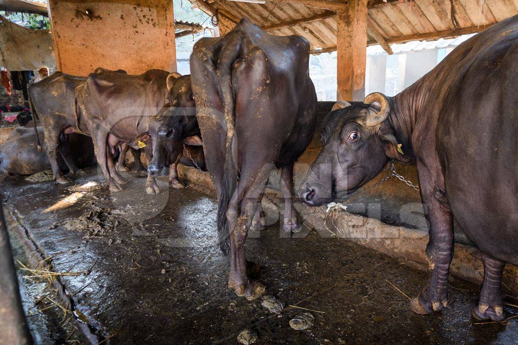 Farmed Indian buffaloes chained up in a line on an urban dairy farm or tabela, Aarey milk colony, Mumbai, India, 2023