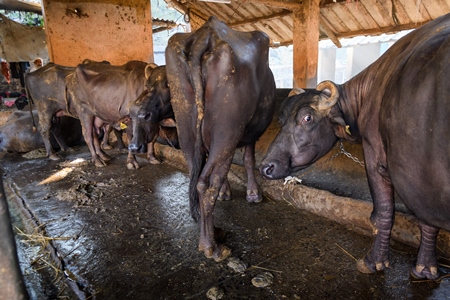 Farmed Indian buffaloes chained up in a line on an urban dairy farm or tabela, Aarey milk colony, Mumbai, India, 2023