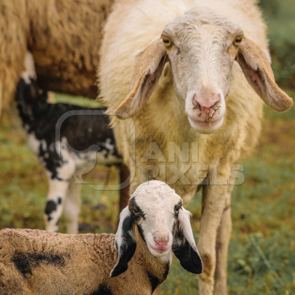 Herd of sheep in a field in rural countryside with mother and  lamb