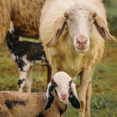 Herd of sheep in a field in rural countryside with mother and  lamb