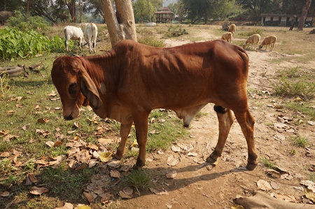 Brown brahmin cow with head down