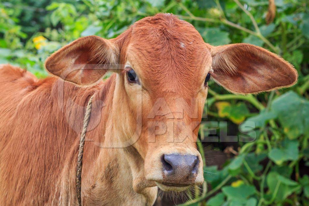 Dairy cow tied up in a field next to an urban dairy in Maharashtra