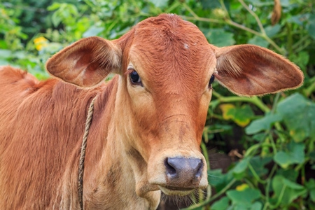 Dairy cow tied up in a field next to an urban dairy in Maharashtra