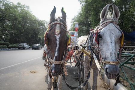 Horses used for horse drawn carriages in front of Victoria memorial, Kolkata, India, 2022