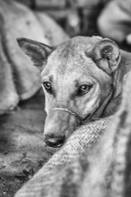 Dogs tied up in sacks on sale for meat at dog market in black and white