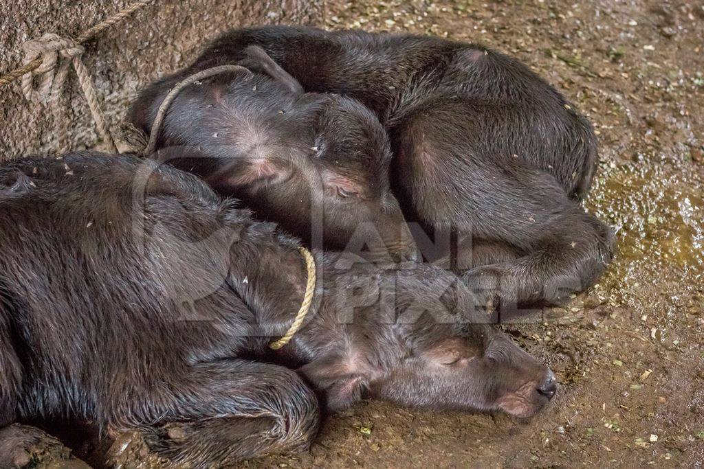 Farmed buffalo calves tied up in an urban dairy in a city