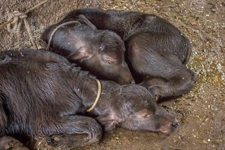 Farmed buffalo calves tied up in an urban dairy in a city