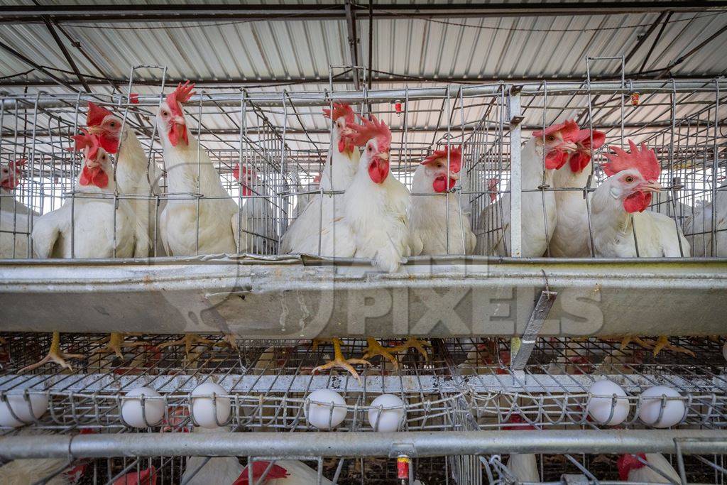 Photo of battery cages containing layer hens or chickens on a poultry layer farm or egg farm in rural Maharashtra, India, 2021