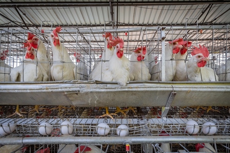 Photo of battery cages containing layer hens or chickens on a poultry layer farm or egg farm in rural Maharashtra, India, 2021