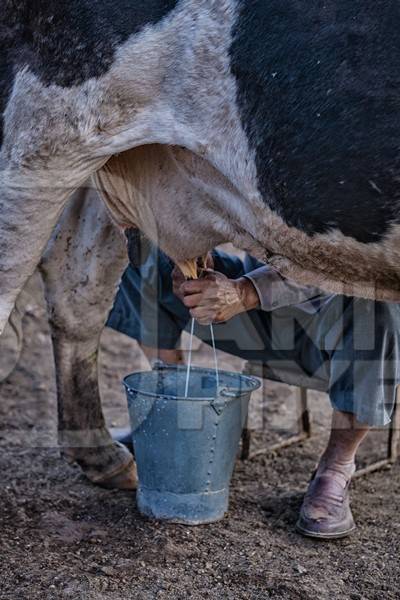 Farmer milking dairy cow by hand into a bucket