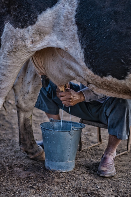 Farmer milking dairy cow by hand into a bucket