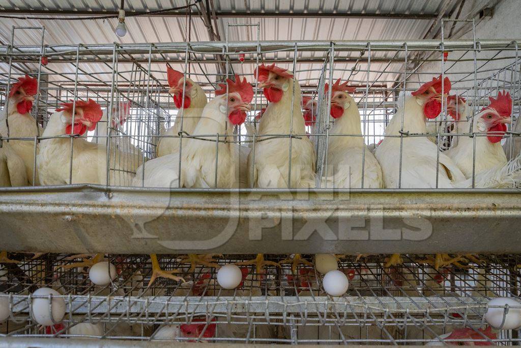 Layer hens or chickens standing on wire in battery cages on a poultry layer farm or egg farm in rural Maharashtra, India, 2021