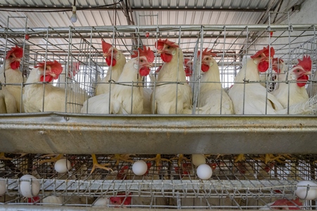 Layer hens or chickens standing on wire in battery cages on a poultry layer farm or egg farm in rural Maharashtra, India, 2021