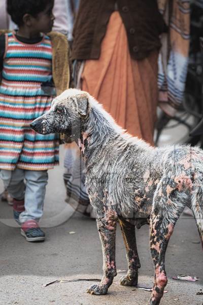 Indian street or stray dog with mange skin infection or disease, Jodhpur, Rajasthan, India, 2022