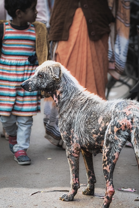 Indian street or stray dog with mange skin infection or disease, Jodhpur, Rajasthan, India, 2022