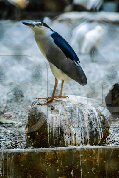 Black-crowned night heron bird in dirty enclosure at Byculla zoo