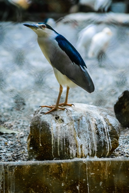 Black-crowned night heron bird in dirty enclosure at Byculla zoo