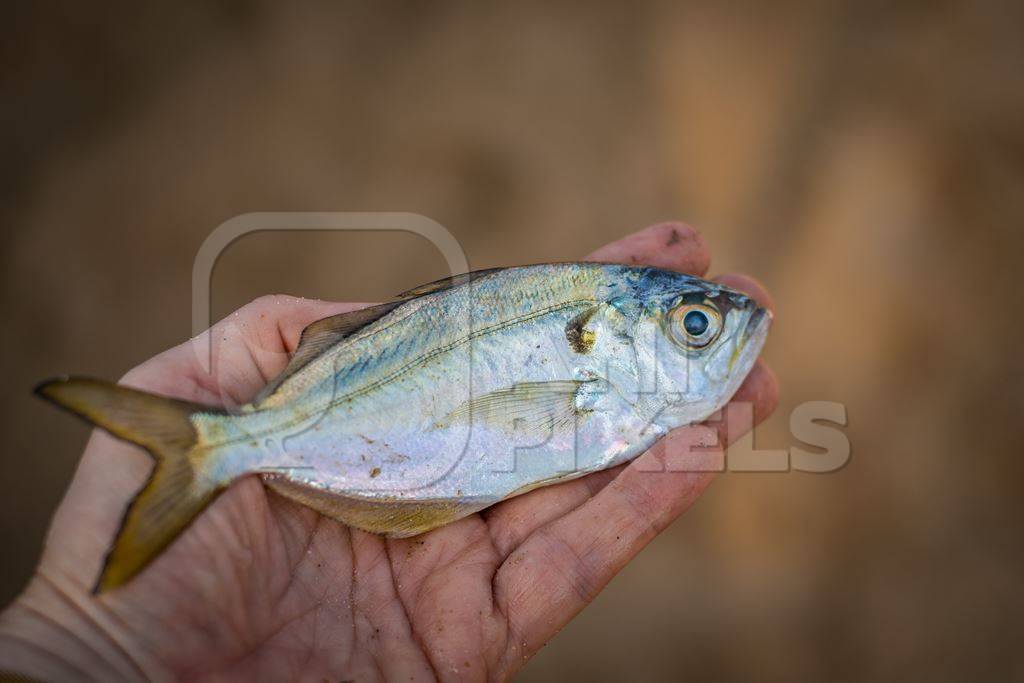 Person holding small dead Indian marine ocean fish on the beach in Maharashtra, India