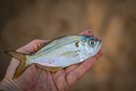 Person holding small dead Indian marine ocean fish on the beach in Maharashtra, India