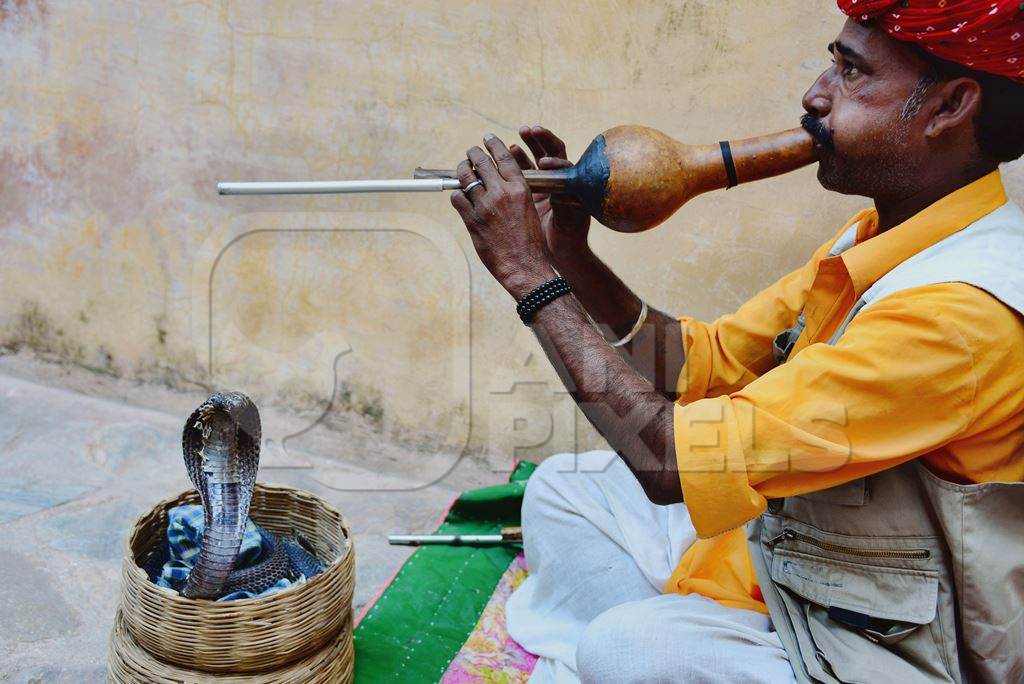 Cobra in basket used for begging by snake charmer