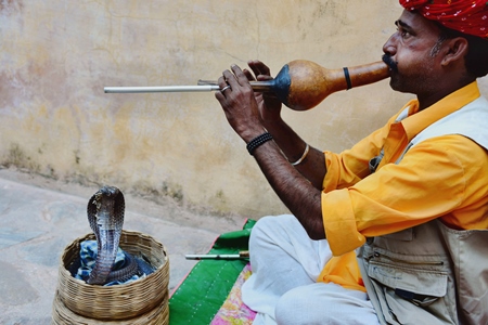 Cobra in basket used for begging by snake charmer