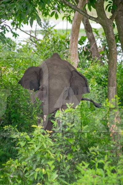 Indian elephant or Asian elephant hidden in vegetation in Kaziranga National Park in Assam in India